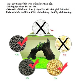 Hạt giống thuỷ sinh - cỏ lá tròn