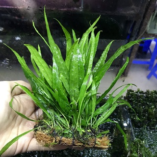 Cây Dương xỉ lá hẹp thủy sinh