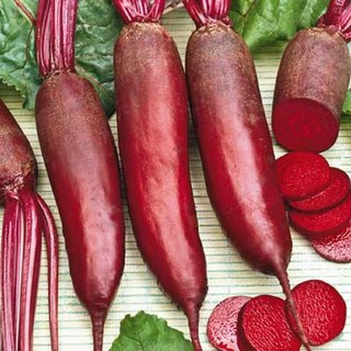 Hạt giống củ cải đỏ dài