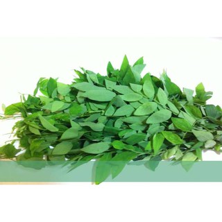 Hạt giống Rau Bồ Ngót