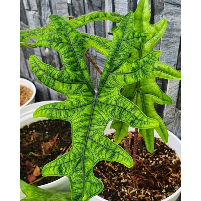 Củ Alocasia Jacklyn