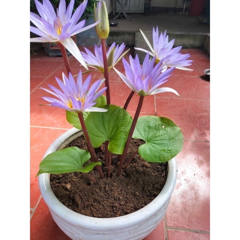 Củ hoa Súng Cạn