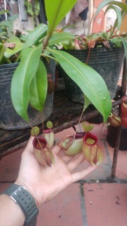 Cây nắp ấm bắt côn trùng