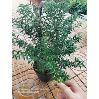 Cây ổi lá kim khi chín trái rất thơm