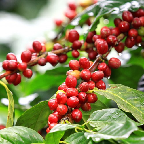 Cà phê hảo hạng pha phin truyền thống - Blend Robusta, Arabica Dark Roast 1 kg - Moka cafe | BigBuy360 - bigbuy360.vn