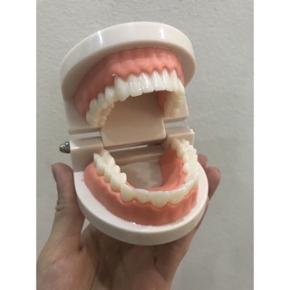 Mô hình hàm răng loại xin