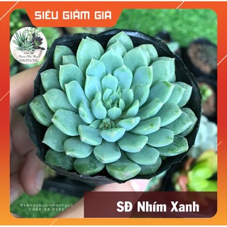 SEN ĐÁ NHÍM XANH HIẾM - SEN ĐÁ BUÔN MA THUỘT