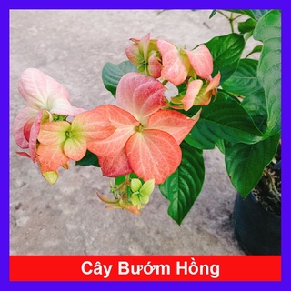 Cây Bướm Hồng - cây cảnh trong nhà - caykiengsadec