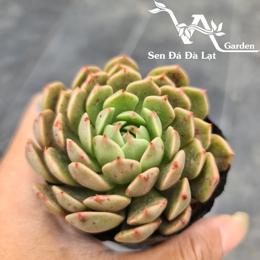 Sen Đá RUBY XANH size bầu 5-8cm VA Gaden - lỗi 1 đổi 1