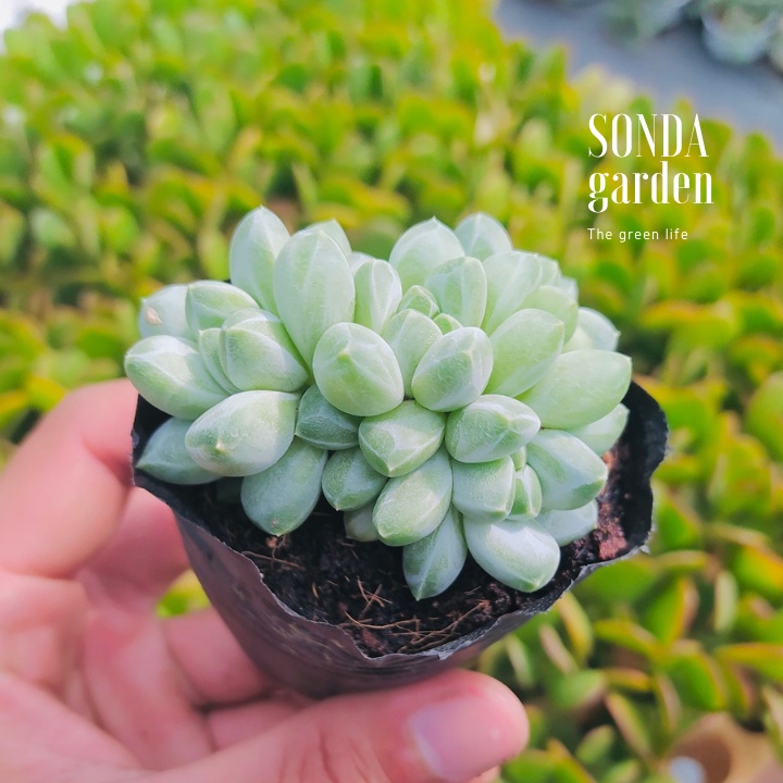 Sen đá kim cương trắng bụi SONDA GARDEN size bé 4-5cm, xuất xứ Đà Lạt, khoẻ đẹp, lỗi 1 đổi 1