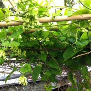 Cây giống hoa thiên lý
