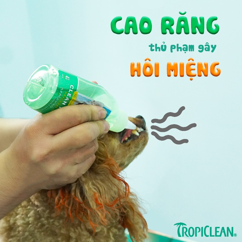 Bộ 2in1 sạch răng Tropiclean, kit gel nước vệ sinh chăm sóc răng miệng mảng bám hôi miệng cho chó Con Mèo Xiêm
