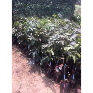 Cây Nhãn Tím ghép khỏe đẹp.