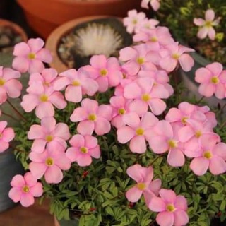 CỦ HOA OXALIS(CHỈ 100K/20CỦ)