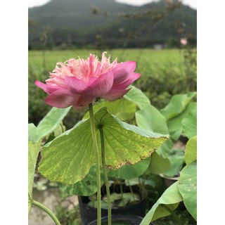 Hoa sen các loại bán củ