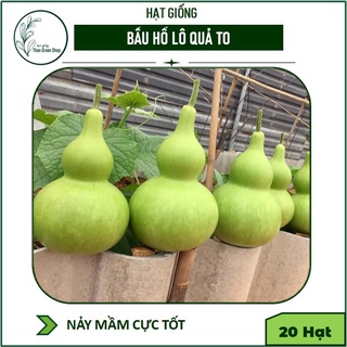 Hạt Giống Bầu Hồ Lô Quả To 20 Hạt