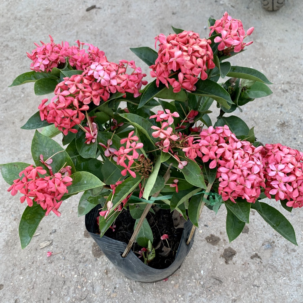 Cây hoa mẫu đơn Mỹ hồng cao 30-35cm, hoa nở rộ quanh năm rực rỡ, cây hoa trồng công trình, ban công, sân vườn