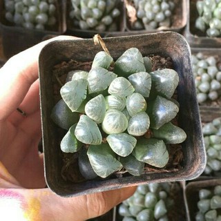 Sen Đá Kim Cương Haworthia