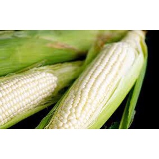 50GR- HẠT GIỐNG BẮP NẾP NÙ (Dẻo, thơm, dễ trồng)