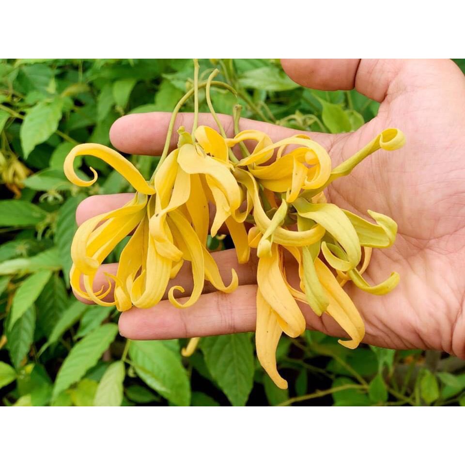 Hoàng Lan Lùn - hay gọi lan công chúa hương thơm ngọt dịu cây cây cho ra hoa quanh năm