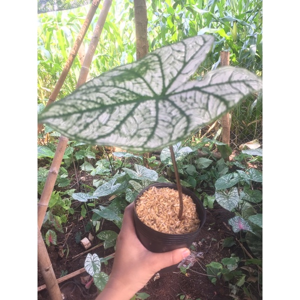 Cây môn trăng.môn giáng sinh