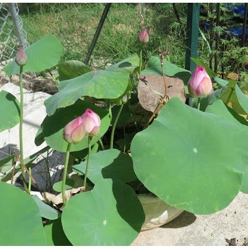 Combo 10 Hạt giống hoa Sen Mini Nhật Bản (Lotus) (Gói 10 hạt đủ bộ 10 màu)