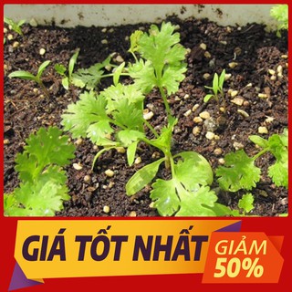 Hạt Giống Ngò Rí Rau Mùi (1000) Hạt