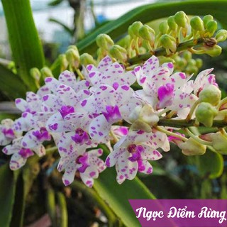 Ngọc điểm rừng, cây to, khủng, thuần chậu gỗ