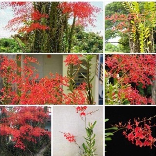 Lan phượng vỹ