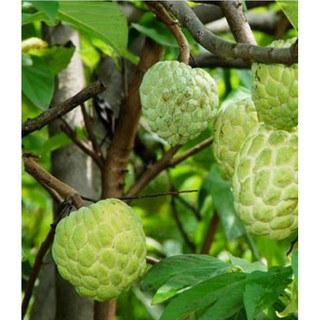 Hạt giống na dại lang sơn gói 10 hạt