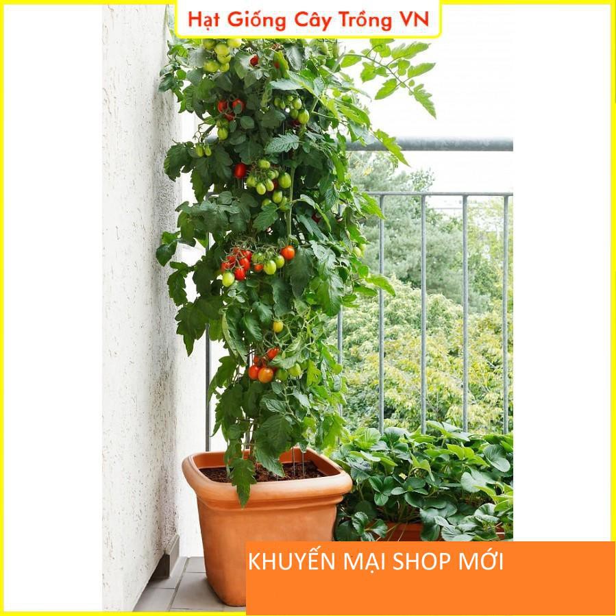 Hạt giống Cà Chua Cherry Đỏ - Gói 20 Hạt khuyến mại shop mới