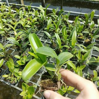 Rồng xanh cây giống