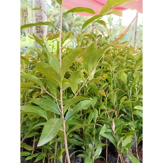 10 cây mai con quấn rễ ( cao 50 - 80cm )