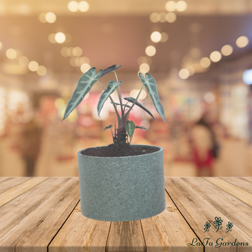 Chậu trồng sen đá LAFA GARDEN kích thước 10x13cm, chậu trồng sen đá hình trụ, chậu tái chế bảo vệ môi trường