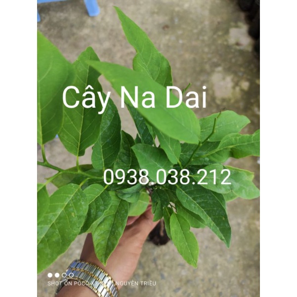 CÂY GIỐNG NA DAI