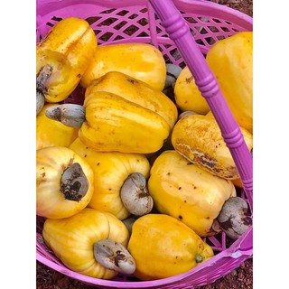hạt điều rang muối Bình Phước size A cồ