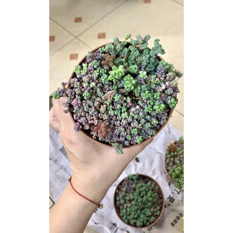 Sen đá Sedum mix màu