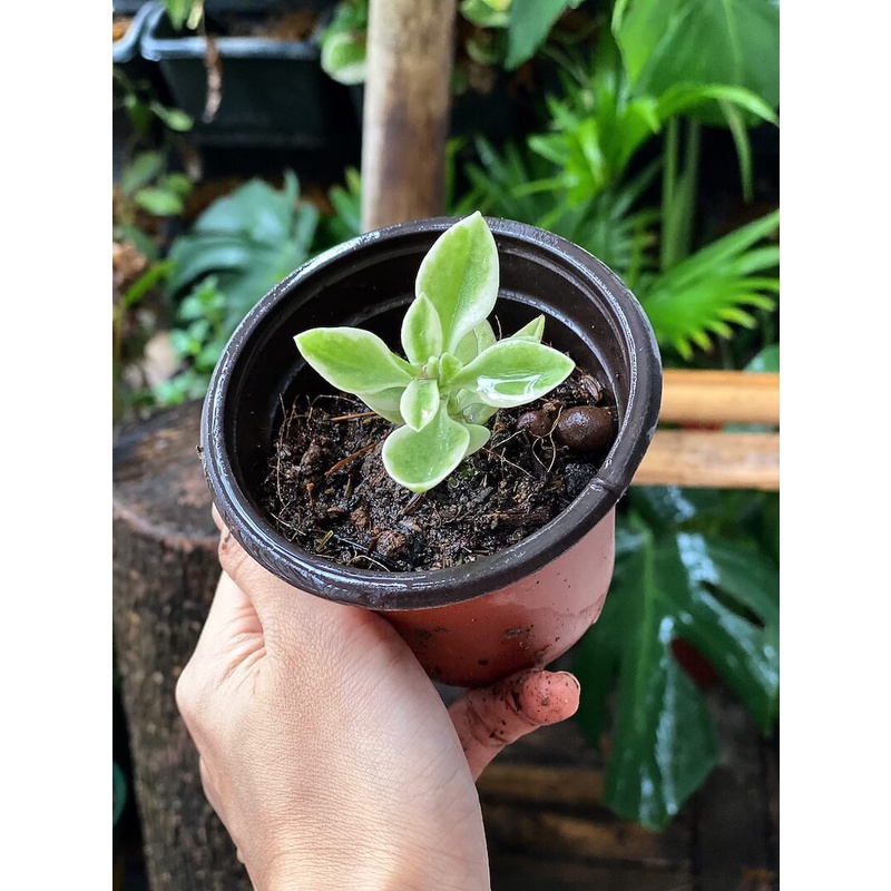 Cây giống Aptenia cordifolia Variegated Baby Sun Rose (Cây Babysun Rose) chậu nhựa 8cm