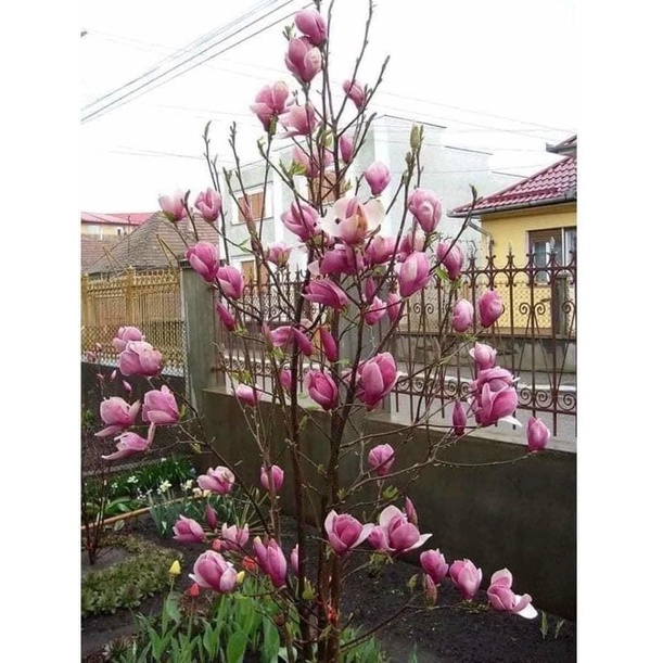 Cây hoa mộc lan, hoa thơm, bông to, trồng chậu, ban công, sân thượng, trồng trong nhà