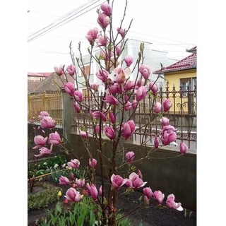 cây hoa mộc Lan đang nụ thơm chuẩn
