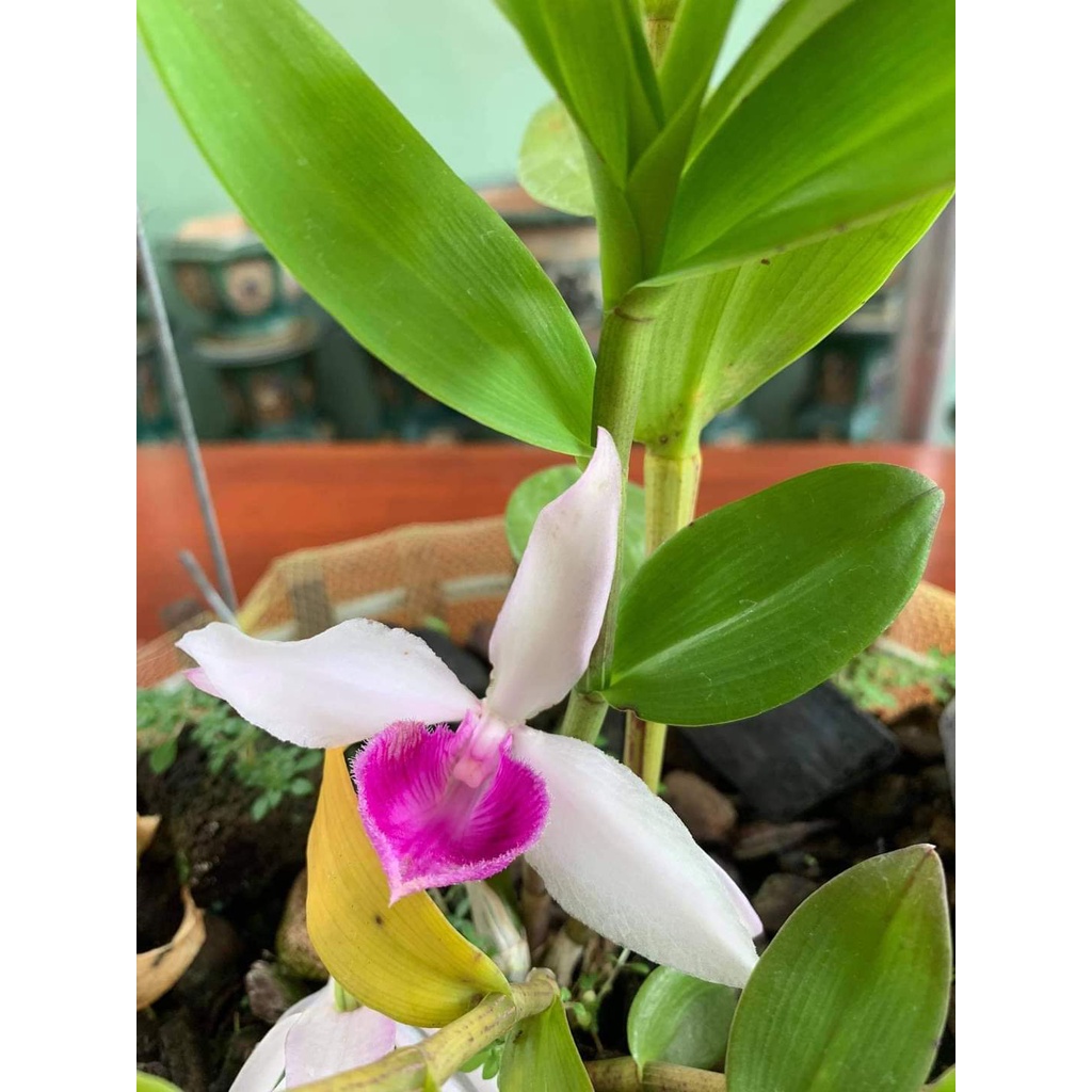 [Ảnh thật] giã hạc mắt mù bao đẹp