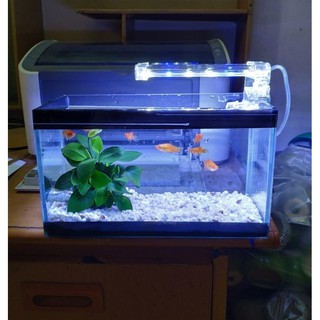 Bể cá mini 24 cm với 4 món (bể, sỏi nền, đèn led, ráy thủy sinh)