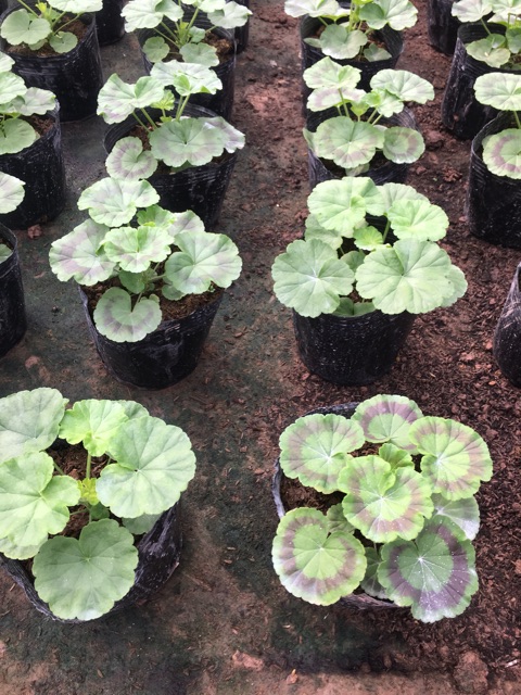 Cây Phong Lữ Đứng - Tiệm Cây Mầm Non