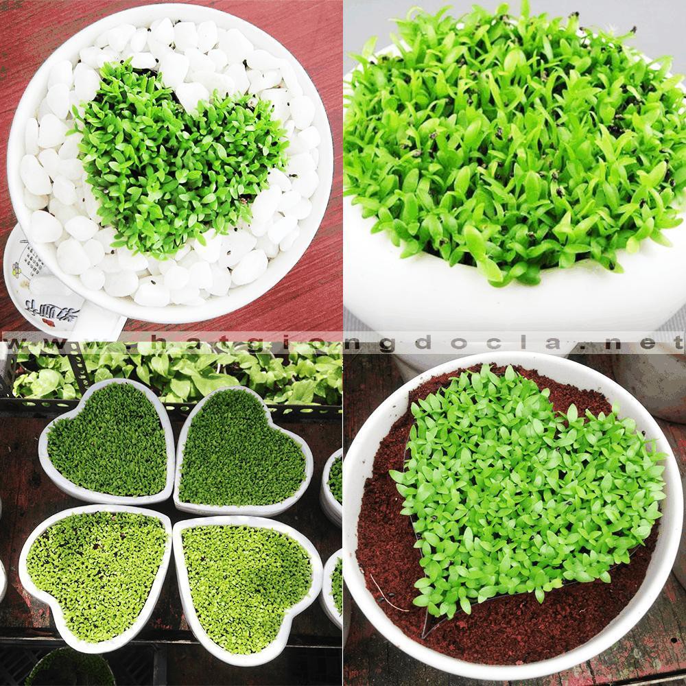 Hạt giống cây cỏ may mắn 30 hạt