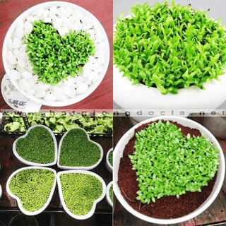 Hạt giống cây cỏ may mắn 30 hạt