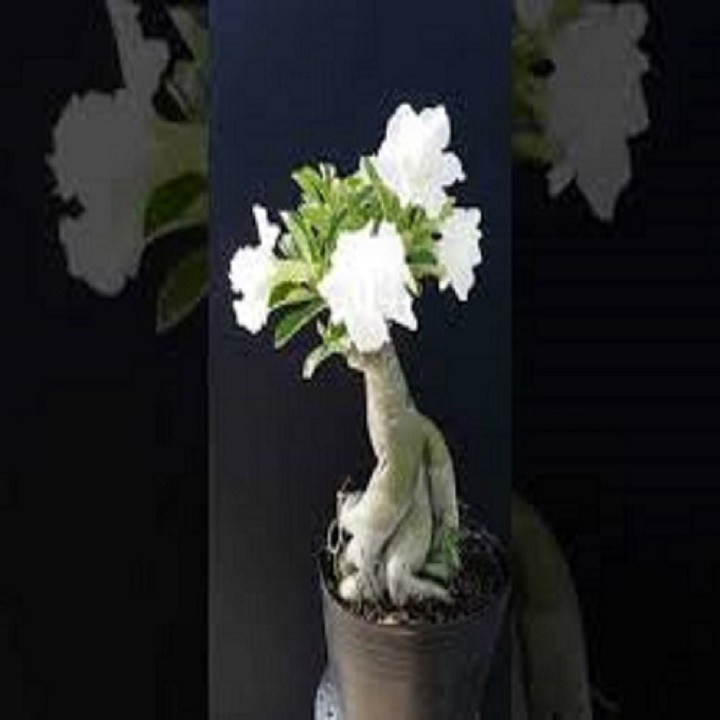 CÂY HOA SỨ THÁI CÁNH KÉP " NGỌC BĂNG- TRẮNG " - BẢO HÀNH MẶT HOA KÉP Y ẢNH