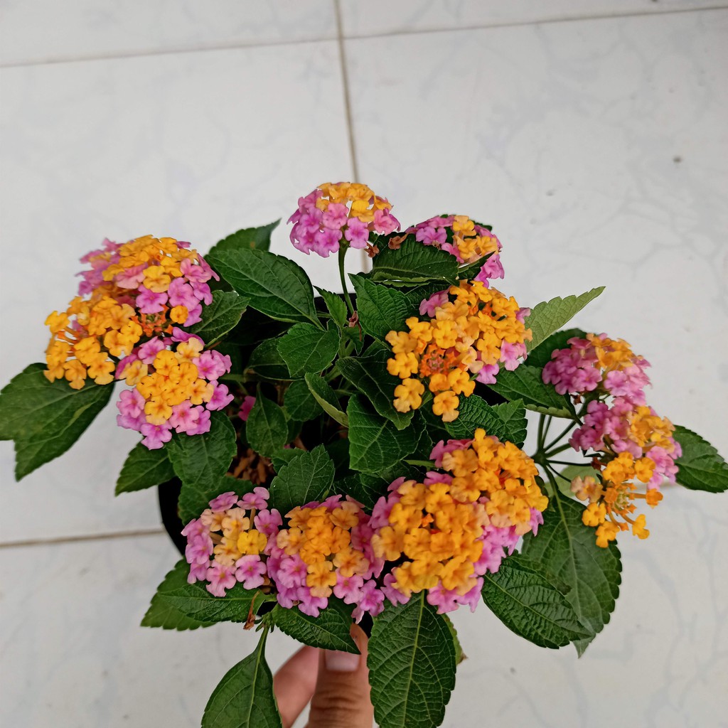 Chậu cây trâm ổi·