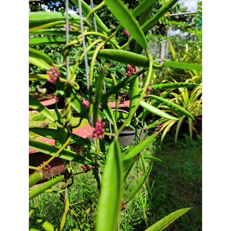 Cẩm cù trúc mây chậu mini