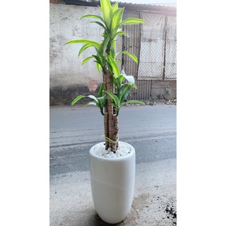 Chậu Cây Thiết Mộc Lan