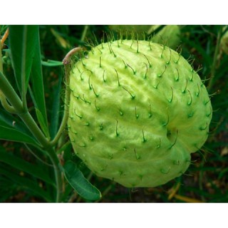hạt giống hoa bong bóng
